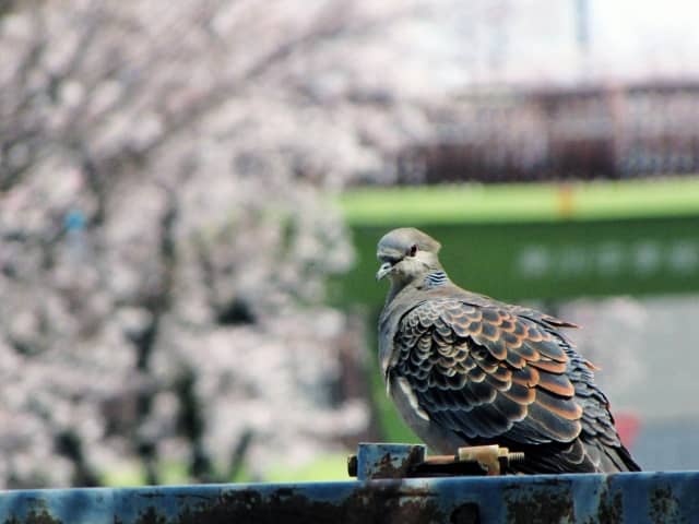 北海道の自然音《神仙沼までの森　山鳩》