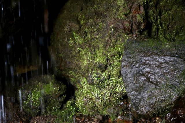 北海道の自然音《羅臼　ヒカリゴケ付近の滝》